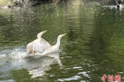 嫡女贵嫁吉林：罕见白鸬鹚连续两年“故地重游”