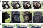 嫡女贵嫁国际最新研究：机器人“打哈欠” 黑猩猩被传染